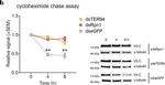 Mouse IgG (H+L) Cross-Adsorbed Secondary Antibody in Western Blot (WB)