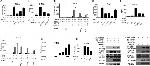 HisG Epitope Tag Antibody in Western Blot (WB)