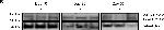 Human IgG1 Fc Secondary Antibody in Western Blot (WB)