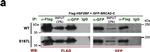 Mouse IgG (H+L) Secondary Antibody in Western Blot (WB)