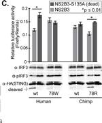 Mouse IgG (H+L) Secondary Antibody in Western Blot (WB)