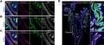 Goat IgG (H+L) Cross-Adsorbed Secondary Antibody in Immunohistochemistry (Paraffin) (IHC (P))