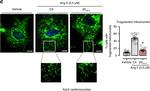 Rabbit IgG (H+L) Secondary Antibody in Immunocytochemistry (ICC/IF)