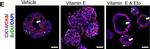 Mouse IgG (H+L) Cross-Adsorbed Secondary Antibody in Immunohistochemistry (IHC)