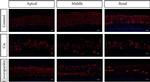 Rabbit IgG (H+L) Highly Cross-Adsorbed Secondary Antibody in Immunocytochemistry (ICC/IF)