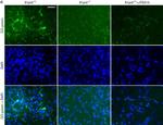 Rat IgG (H+L) Cross-Adsorbed Secondary Antibody in Immunocytochemistry (ICC/IF)