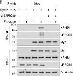 Rabbit IgG (H+L) Cross-Adsorbed Secondary Antibody in Western Blot (WB)