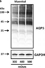 Mouse IgG (H+L) Secondary Antibody in Western Blot (WB)