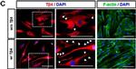 Rabbit IgG (H+L) Cross-Adsorbed Secondary Antibody in Immunocytochemistry (ICC/IF)