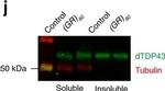 Rabbit IgG (H+L) Secondary Antibody in Western Blot (WB)