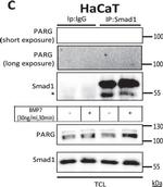 Mouse IgG (H+L) Secondary Antibody in Western Blot (WB)