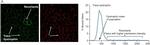 Mouse IgG (H+L) Highly Cross-Adsorbed Secondary Antibody in Immunohistochemistry (Frozen) (IHC (F))