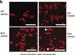 Rat IgG (H+L) Cross-Adsorbed Secondary Antibody in Immunocytochemistry (ICC/IF)