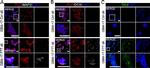 Mouse IgG (H+L) Highly Cross-Adsorbed Secondary Antibody in Immunocytochemistry (ICC/IF)