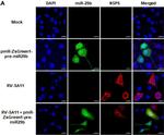 Mouse IgG (H+L) Secondary Antibody in Immunocytochemistry (ICC/IF)