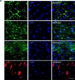 Mouse IgG (H+L) Cross-Adsorbed Secondary Antibody in Immunocytochemistry (ICC/IF)