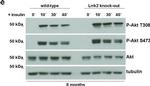 Sheep IgG (H+L) Secondary Antibody in Western Blot (WB)