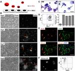 BrdU Antibody in Immunocytochemistry (ICC/IF)