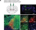 Mouse IgG (H+L) Cross-Adsorbed Secondary Antibody in Immunohistochemistry (IHC)