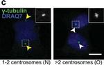 Mouse IgG (H+L) Highly Cross-Adsorbed Secondary Antibody in Immunocytochemistry (ICC/IF)