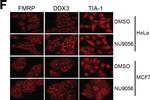 Mouse IgG (H+L) Cross-Adsorbed Secondary Antibody in Immunocytochemistry (ICC/IF)