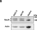 Rat IgG (H+L) Secondary Antibody in Western Blot (WB)