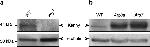 Rabbit IgG (H+L) Secondary Antibody in Western Blot (WB)