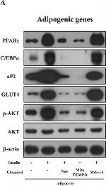 Rabbit IgG (H+L) Secondary Antibody in Western Blot (WB)