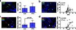 Rat IgG (H+L) Cross-Adsorbed Secondary Antibody in Immunocytochemistry (ICC/IF)