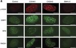 Rat IgG (H+L) Cross-Adsorbed Secondary Antibody in Immunocytochemistry (ICC/IF)