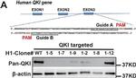 Mouse IgG (H+L) Cross-Adsorbed Secondary Antibody in Western Blot (WB)