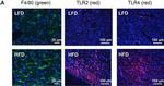 Rat IgG (H+L) Cross-Adsorbed Secondary Antibody in Immunohistochemistry (IHC)