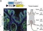 Rabbit IgG (H+L) Cross-Adsorbed Secondary Antibody in Immunohistochemistry (IHC)