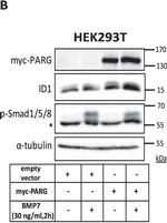 Mouse IgG (H+L) Secondary Antibody in Western Blot (WB)