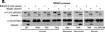 Mouse IgG (H+L) Secondary Antibody in Western Blot (WB)