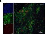 Rat IgG (H+L) Cross-Adsorbed Secondary Antibody in Immunohistochemistry (IHC)