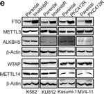 Goat IgG (H+L) Secondary Antibody in Western Blot (WB)