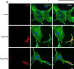 Mouse IgG (H+L) Cross-Adsorbed Secondary Antibody in Immunocytochemistry (ICC/IF)