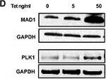 Rabbit IgG (H+L) Secondary Antibody in Western Blot (WB)