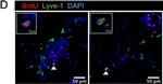 Rat IgG (H+L) Highly Cross-Adsorbed Secondary Antibody in Immunohistochemistry (IHC)