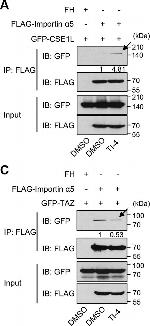 Rabbit IgG Isotype Control in Western Blot (WB)