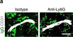 Mouse IgG (H+L) Highly Cross-Adsorbed Secondary Antibody in Immunohistochemistry (Frozen) (IHC (F))