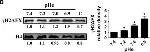 Mouse IgG (H+L) Secondary Antibody in Western Blot (WB)