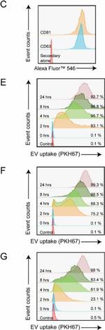 Mouse IgG (H+L) Highly Cross-Adsorbed Secondary Antibody in Flow Cytometry (Flow)