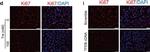 Mouse IgG (H+L) Highly Cross-Adsorbed Secondary Antibody in Immunocytochemistry (ICC/IF)