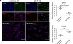 Mouse IgG (H+L) Cross-Adsorbed Secondary Antibody in Immunohistochemistry, Immunomicroscopy (IHC, IM)