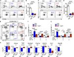 CD27 Antibody in Flow Cytometry (Flow)