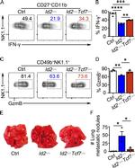 IFN gamma Antibody in Flow Cytometry (Flow)