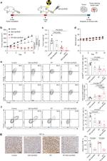 CD80 (B7-1) Antibody in Flow Cytometry (Flow)