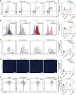 CD62L (L-Selectin) Antibody in Flow Cytometry (Flow)